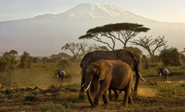 03 DAYS AMBOSELI NATIONAL PARK WITH THE GENTLE GIANTS OF THE SAVANNA