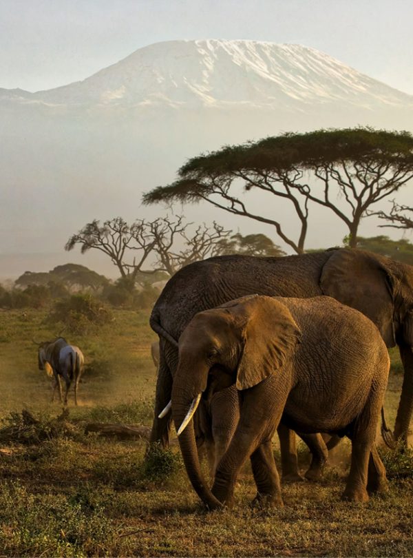 03 DAYS AMBOSELI NATIONAL PARK WITH THE GENTLE GIANTS OF THE SAVANNA