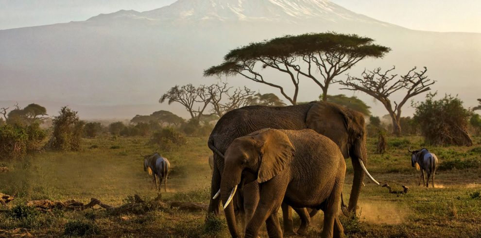 03 DAYS AMBOSELI NATIONAL PARK WITH THE GENTLE GIANTS OF THE SAVANNA