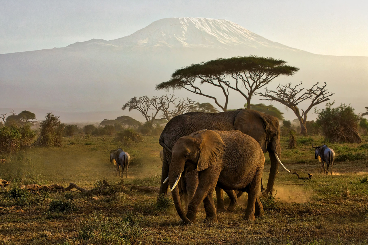 03 DAYS AMBOSELI NATIONAL PARK WITH THE GENTLE GIANTS OF THE SAVANNA