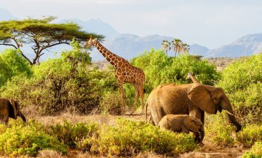 03 DAYS SAMBURU NATIONAL RESERVE SAFARI: UNVEIL THE LEGENDARY SPECIAL FIVE