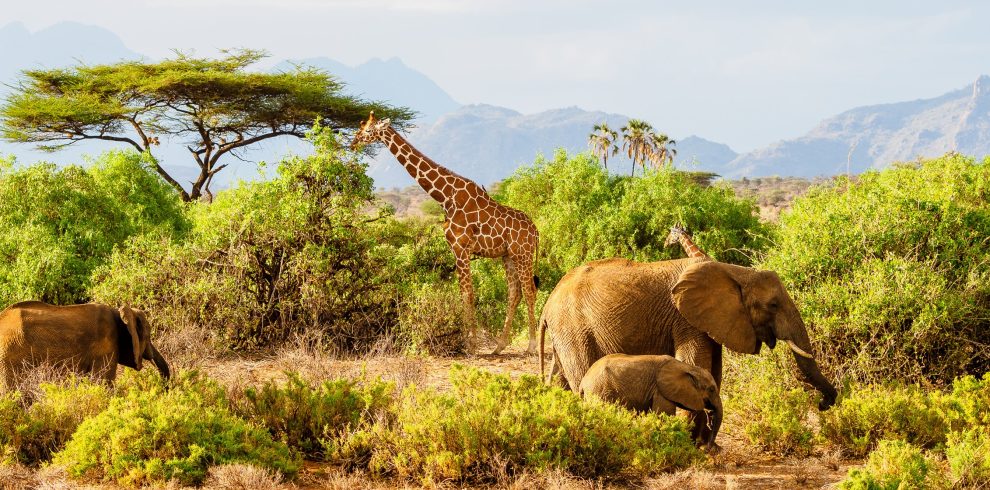 03 DAYS SAMBURU NATIONAL RESERVE SAFARI: UNVEIL THE LEGENDARY SPECIAL FIVE