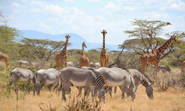 05 DAYS KENYA SAFARI: EXPLORE SAMBURU NATIONAL RESERVE AND MERU NATIONAL PARK