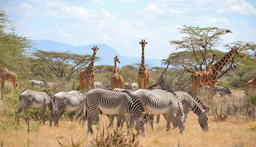 05 DAYS KENYA SAFARI: EXPLORE SAMBURU NATIONAL RESERVE AND MERU NATIONAL PARK