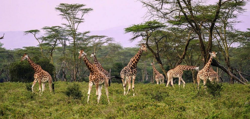 07 DAYS PERFECT SAFARI ADVENTURE: MASAI MARA NATIONAL RESERVE - LAKE NAKURU NATIONAL PARK - LAKE NAIVASHA - AMBOSELI NATIONAL PARK