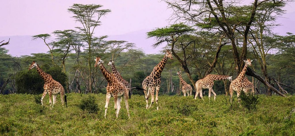 07 DAYS PERFECT SAFARI ADVENTURE: MASAI MARA NATIONAL RESERVE - LAKE NAKURU NATIONAL PARK - LAKE NAIVASHA - AMBOSELI NATIONAL PARK