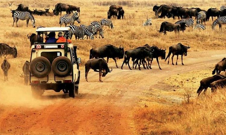 07 DAYS ULTIMATE WILDLIFE SAFARI: THE BEST OF KENYA’S WILDLIFE ADVENTURES