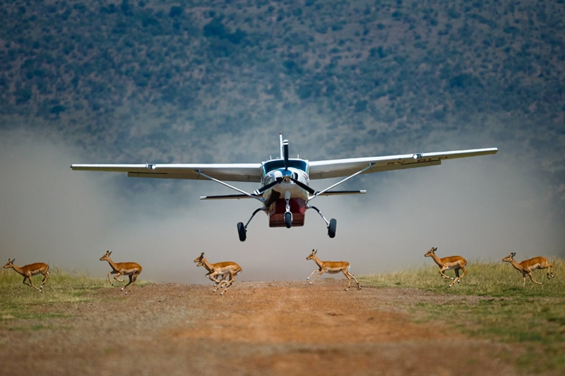 Aerial Safari