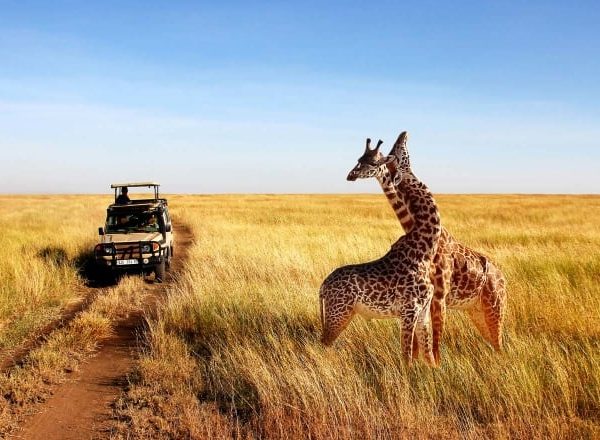 5 Days Best of Tanzania and Kenya safari | tanzania safaris