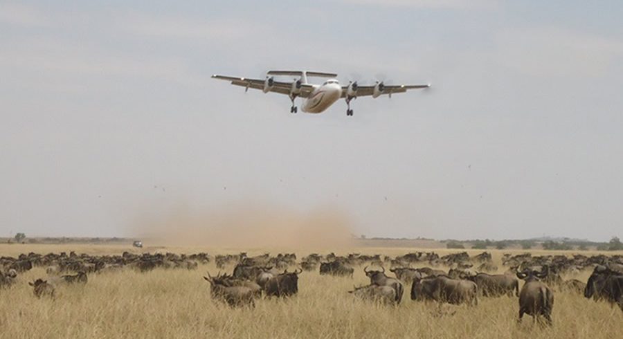 maasai mara flying safari by air