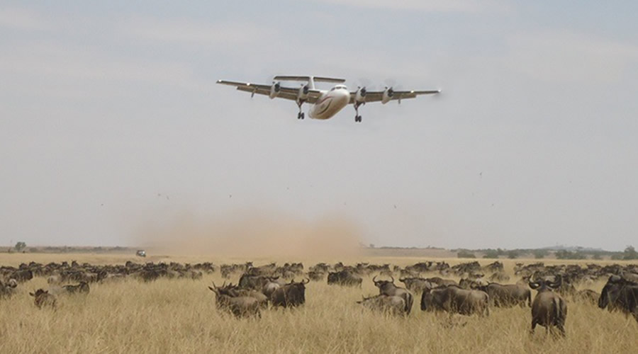 maasai mara flying safari by air