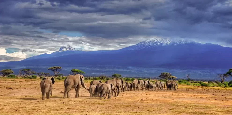 BEST OF 06 DAY TANZANIA SAFARI: TARANGIRE NATIONAL PARK - LAKE MANYARA NATIONAL PARK – SERENGETI NATIONAL PARK - NGORONGORO CRATER ADVENTURE