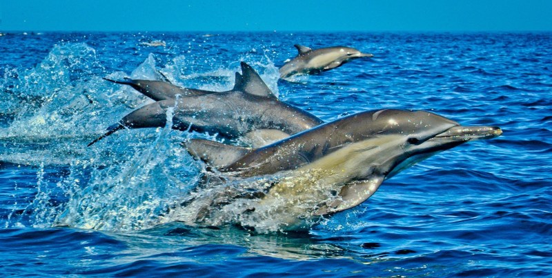 Dolphin Watching – Watamu Marine Association