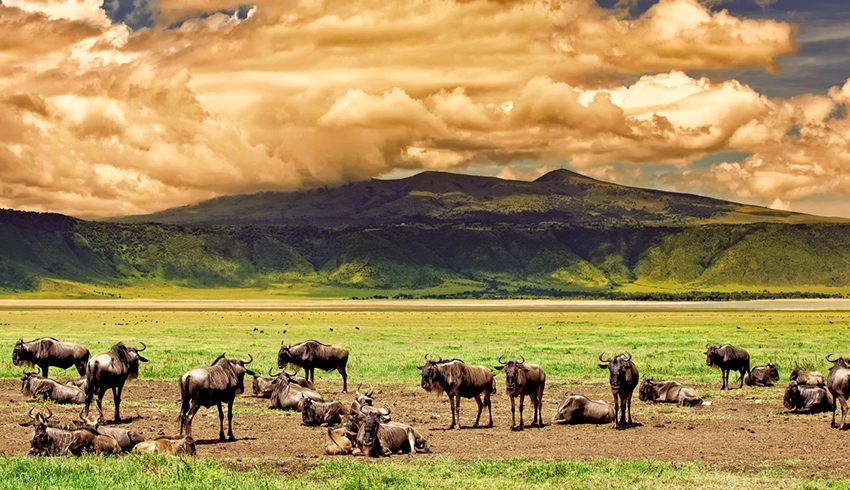 EXCLUSIVE 08 DAYS SAFARI DISCOVER LAKE NATRON, SERENGETI NATIONAL PARK – NGORONGORO CONSERVATION AREA - LAKE EYASI - LAKE MANYARA NATIONAL PARK