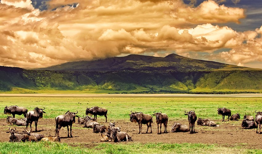 EXCLUSIVE 08 DAYS SAFARI DISCOVER LAKE NATRON, SERENGETI NATIONAL PARK – NGORONGORO CONSERVATION AREA - LAKE EYASI - LAKE MANYARA NATIONAL PARK