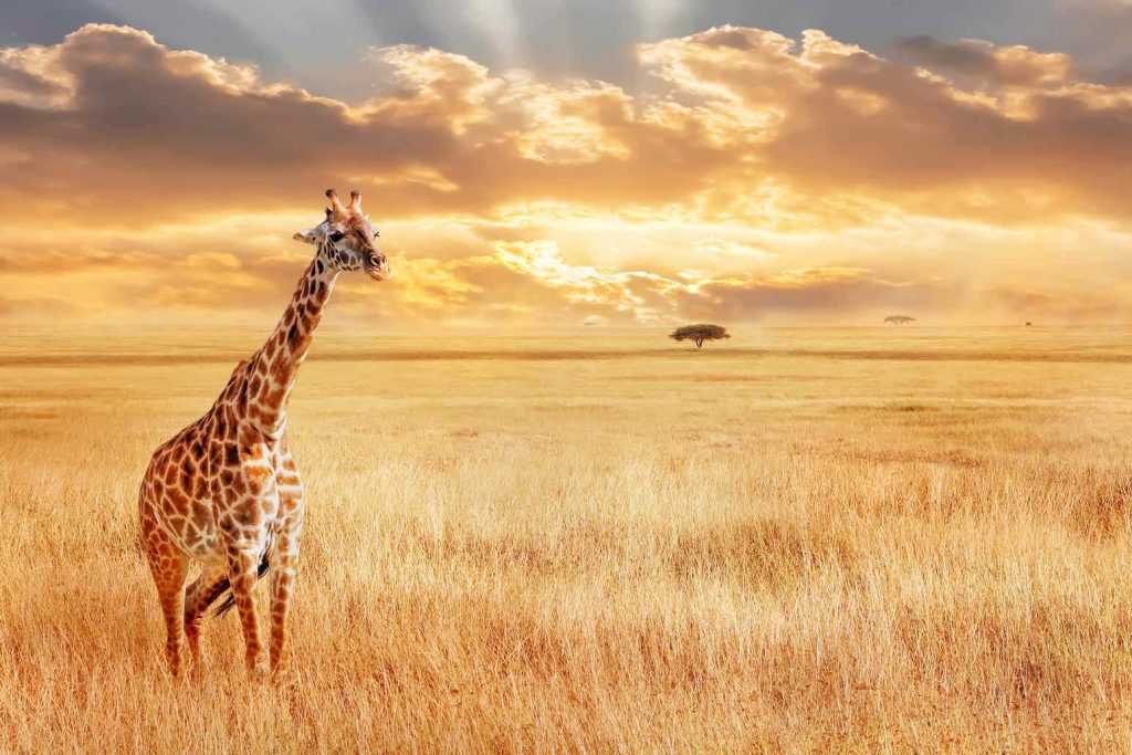 kenya safaris and tours