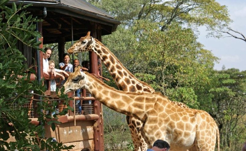 Nairobi Giraffe Center | Wildlife Kenya Safari | Kenya Safaris