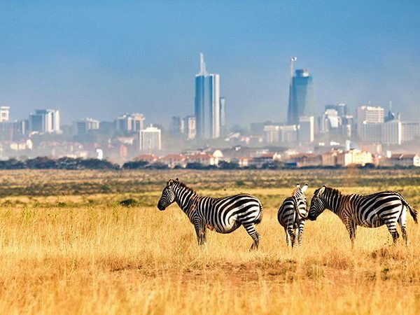 Highlights in Nairobi National Park | Kenya Wildlife Safari | Kenya Tours