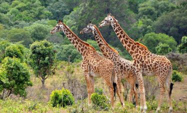 10 DAYS ULTIMATE WILDLIFE SAFARI: EXPLORE THE BEST OF KENYA & TANZANIA'S NATIONAL PARKS