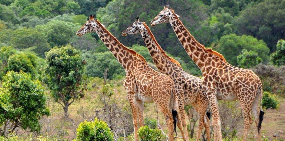 10 DAYS ULTIMATE WILDLIFE SAFARI: EXPLORE THE BEST OF KENYA & TANZANIA'S NATIONAL PARKS