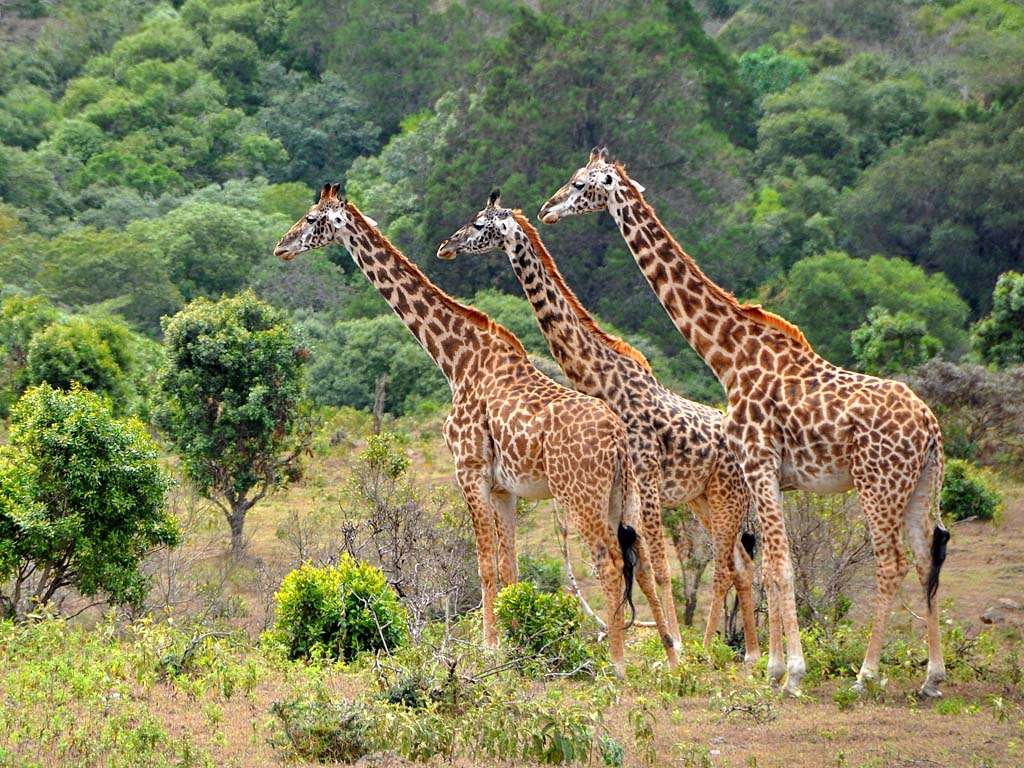 10 DAYS ULTIMATE WILDLIFE SAFARI: EXPLORE THE BEST OF KENYA & TANZANIA'S NATIONAL PARKS