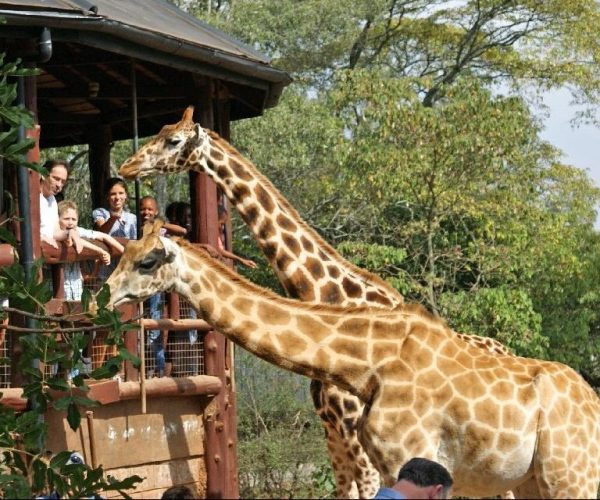 Nairobi Giraffe Center | Wildlife Kenya Safari | Kenya Safaris