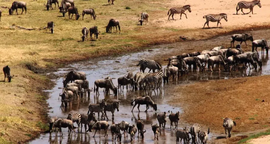 UNFORGETTABLE 03 DAYS SAFARI: TARANGIRE NATIONAL PARK - LAKE MANYARA NATIONAL PARK - NGORONGORO CONSERVATION AREA