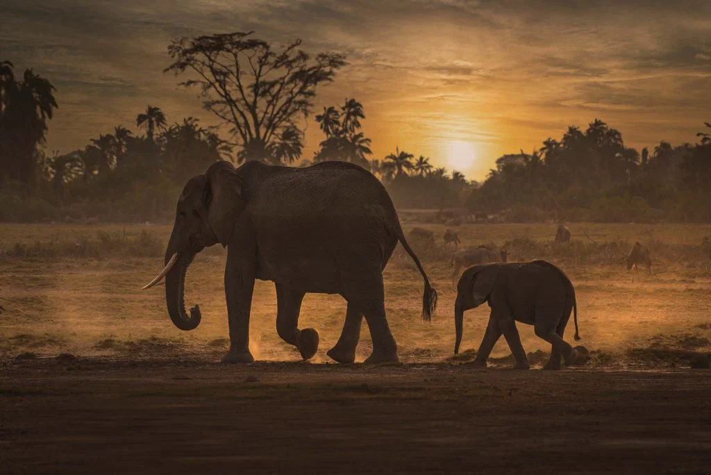 kenya elephants, about us