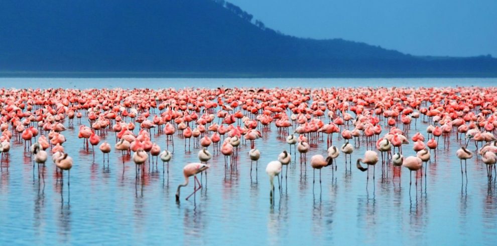 flamingo-Lake-Nakuru-National-Park-kenya