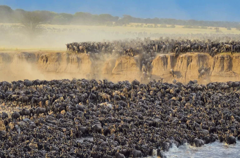 The Great Wildebeest Migration in Masai Mara | The Great Wildebeest Migration in Serengeti