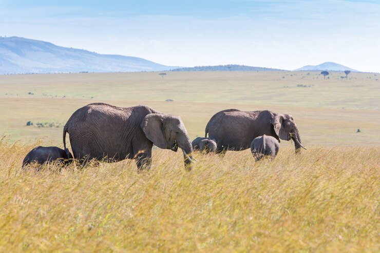 Elephant Safari in Africa